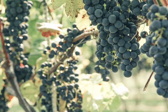 grapes and grape vine