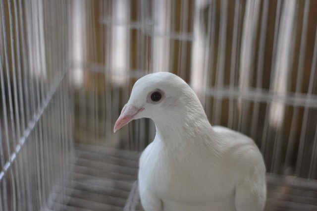 messenger pigeon